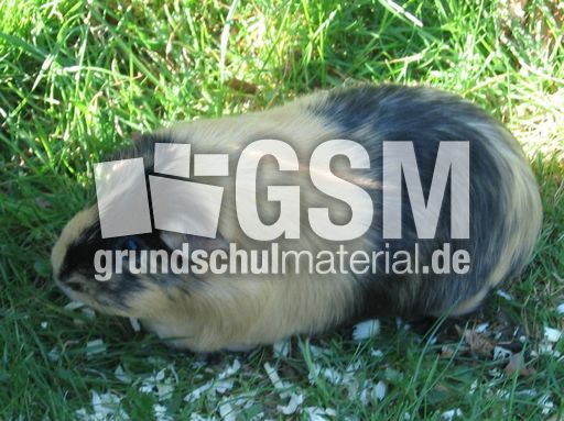 Meerschweinchen3.JPG